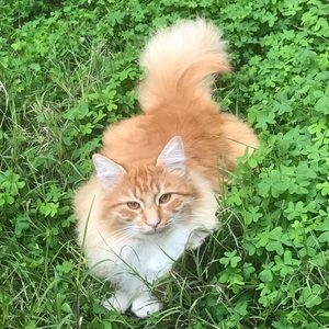 Meet your Posher, Young